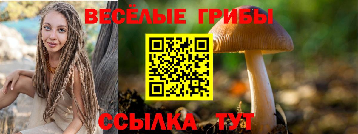 Галлюциногенные грибы Cubensis Северск